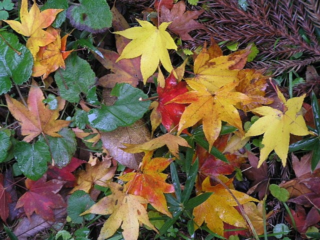 Japanese Maple Autumn Leaves by Momiji / Wikimedia - B221212